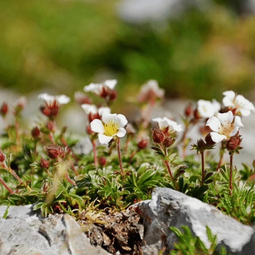 Saxifraga arendsii P9 - Ochiul șoarecelui