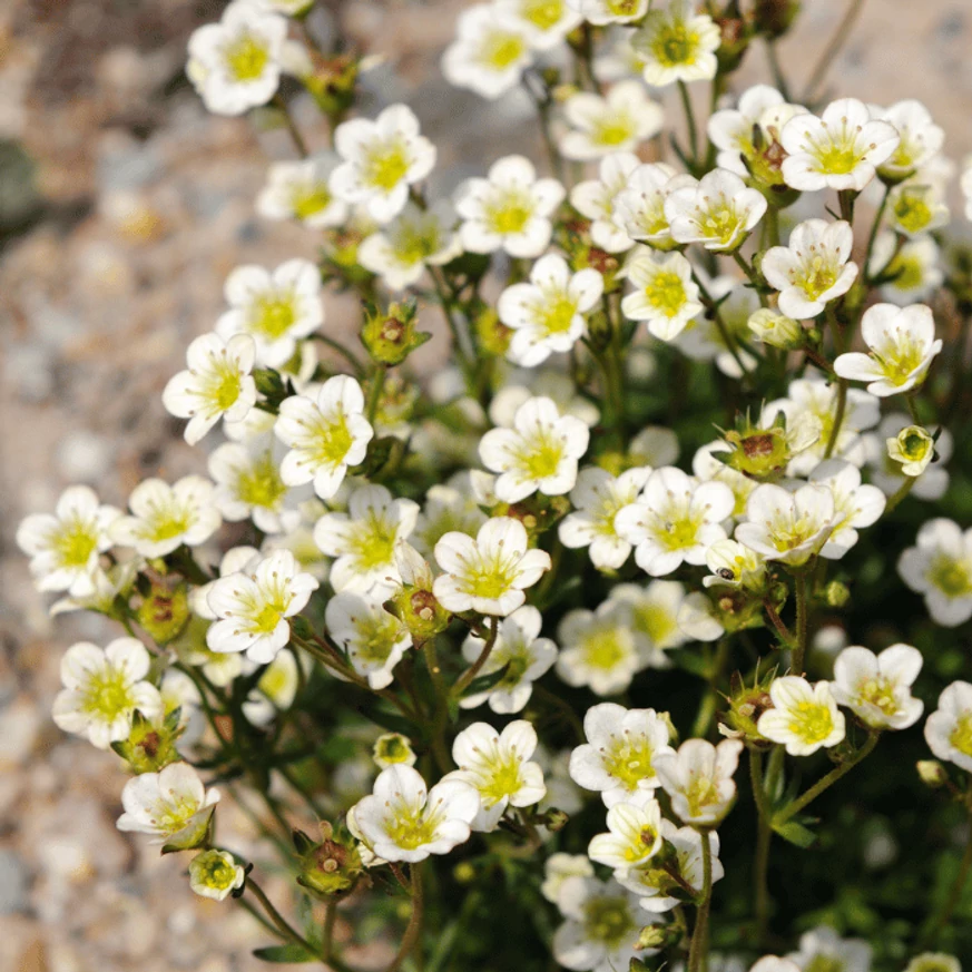 Saxifraga arendsii cu randament mare de flori. 