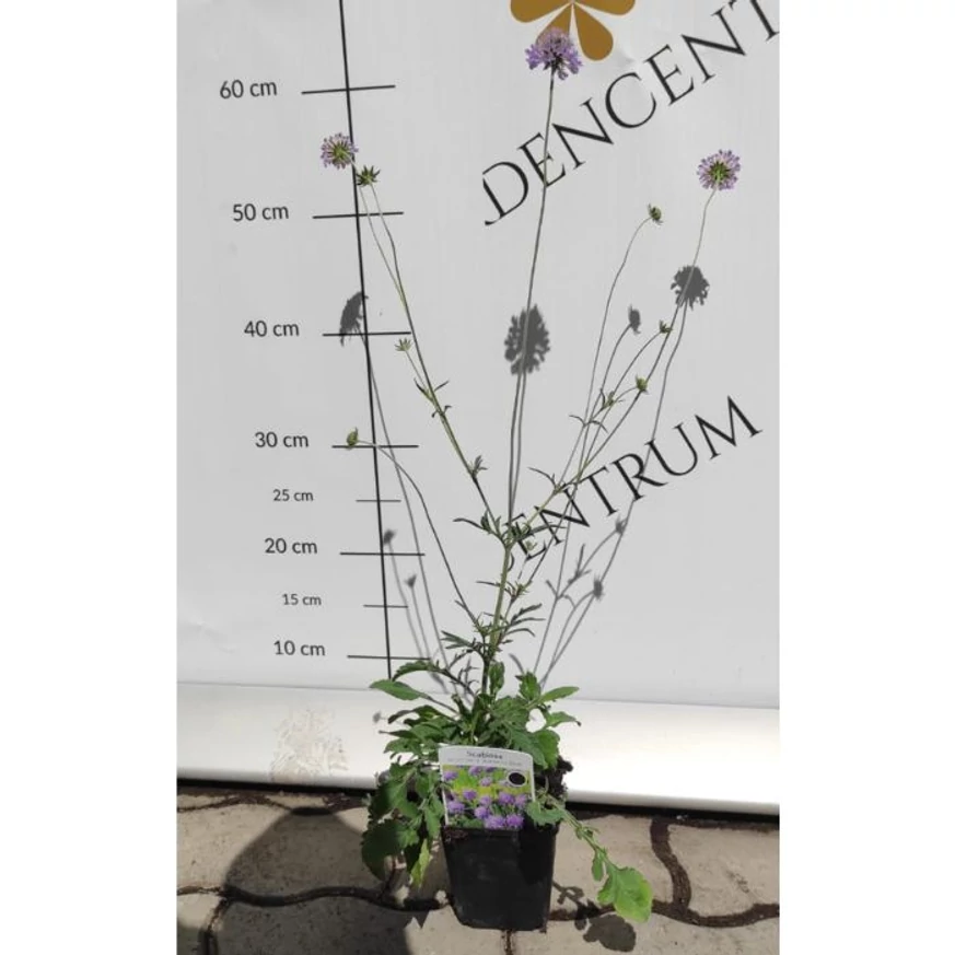 Scabiosa columbaria Blue - Scabiosa albastră