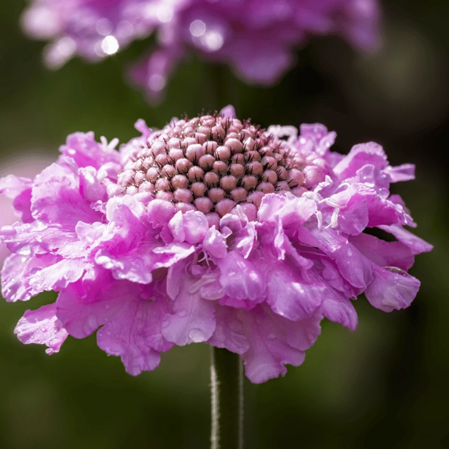 Inflorescența scabiosei Pink Mist. 