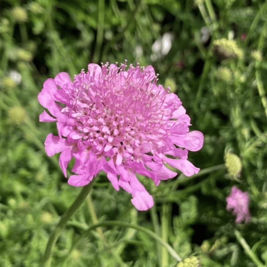 Scabiosa columbaria Pink Mist în papiniera nostră la mijlocul lunii iunie. 