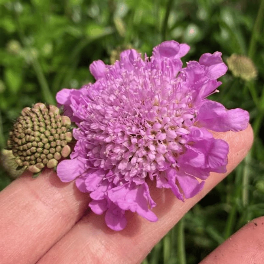 Floarea scabiosei Pink Mist. 