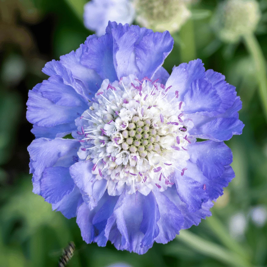 Floarea minunată a scabiosei albastre. 