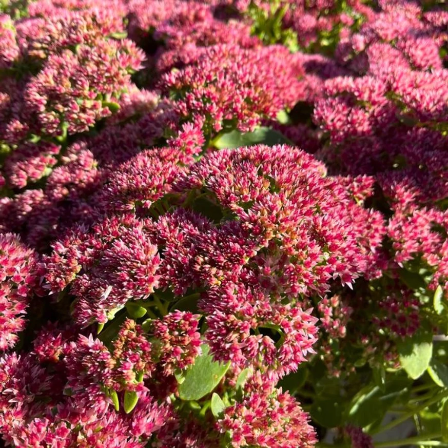 Înflorirea uimitoare a plantelor noastre de Sedum spectabile în toamnă.