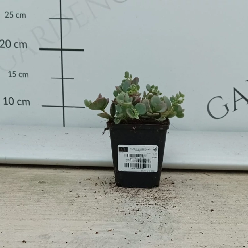 Iarbă grasă într-un ghiveci de 9 cm, în luna august, în pepiniera naostră. 