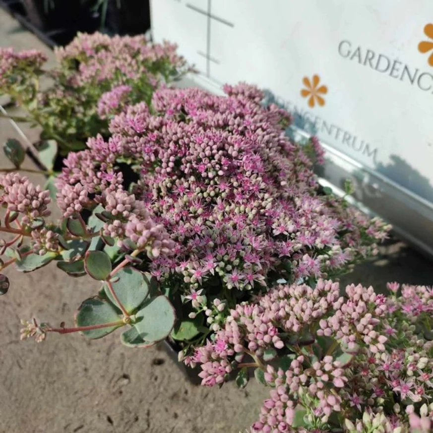 Sedum sieboldii înflorită. 