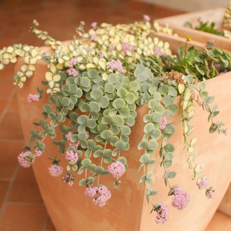 Sedum sieboldii decorează frumos și atunci când este plantată într-un ghiveci.