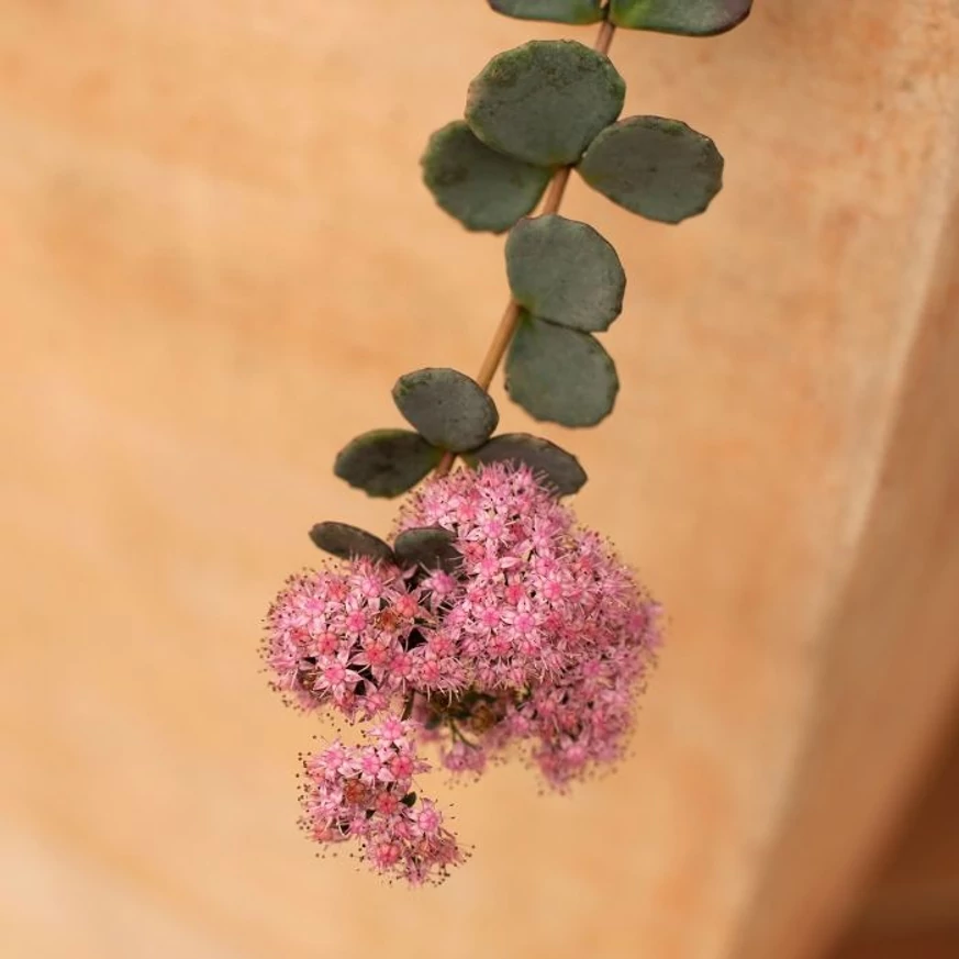 Sedum sieboldii cu flori roz. 
