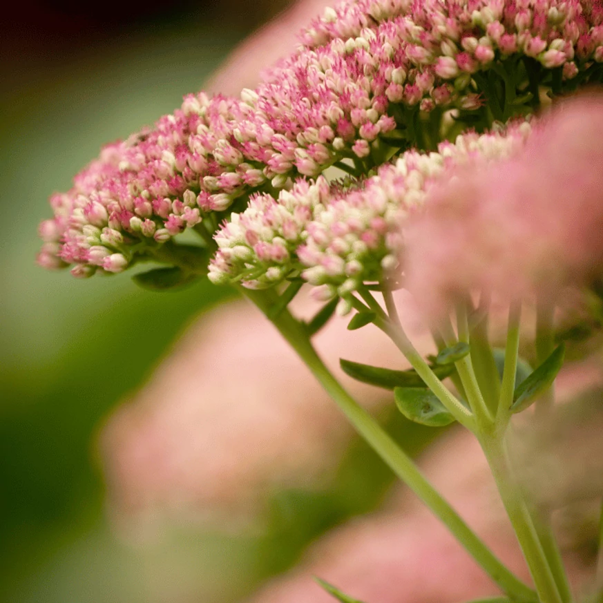Florile roz ale plantei Sedum spectabile în august.