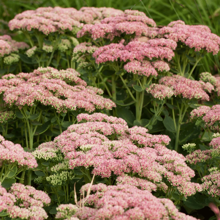 Inflorescențele de culoare roz antic a plantei Sedum spectabile.