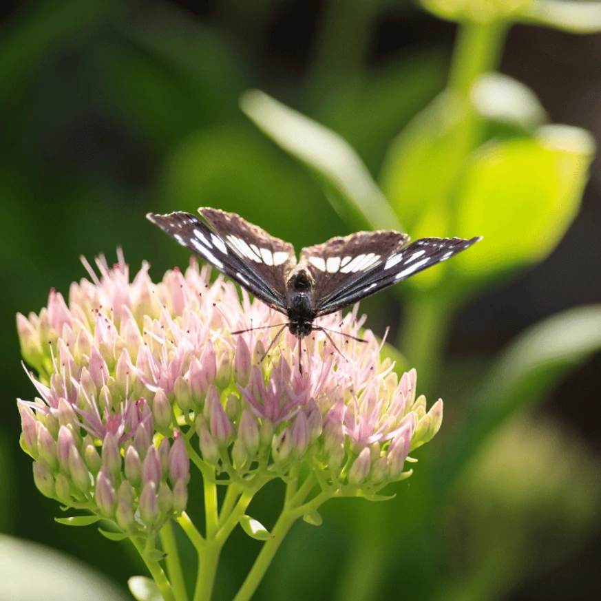 Sedum spectabile atrage fluturii. 