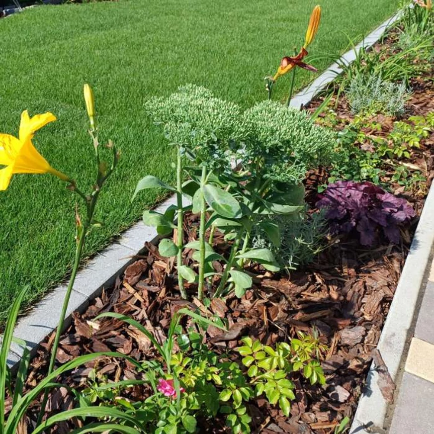 Sedum spectabile plantat într-un strat e flori. 