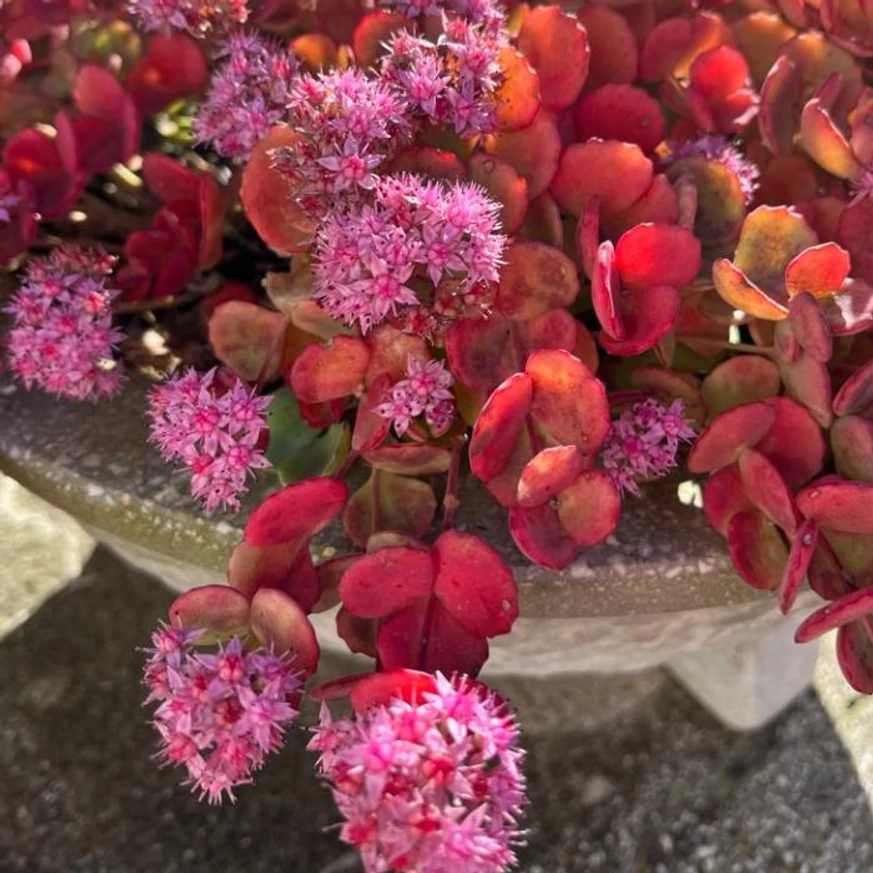 Sedum sieboldii, iarba grasă toamna. 
