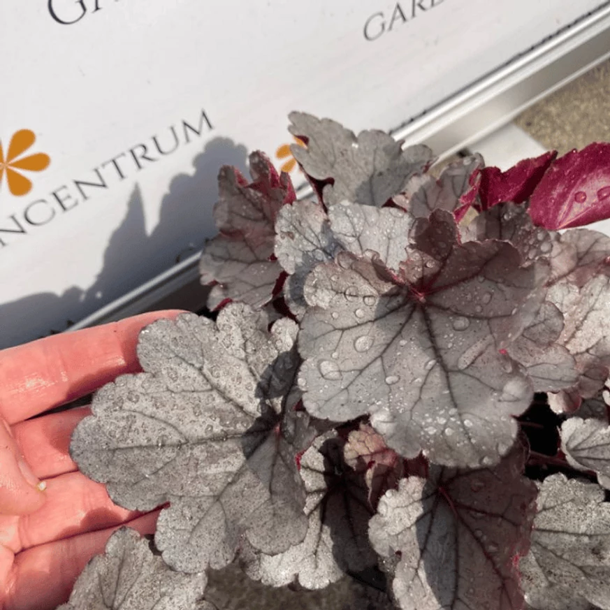 Se vede bine dimensiunea frunzelor clopoțelului argintiu Silverberry.