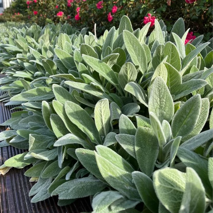 Frunzele argintii, decorative ale plantei Stachys byzantina, funcționează și ca acoperitor de sol.