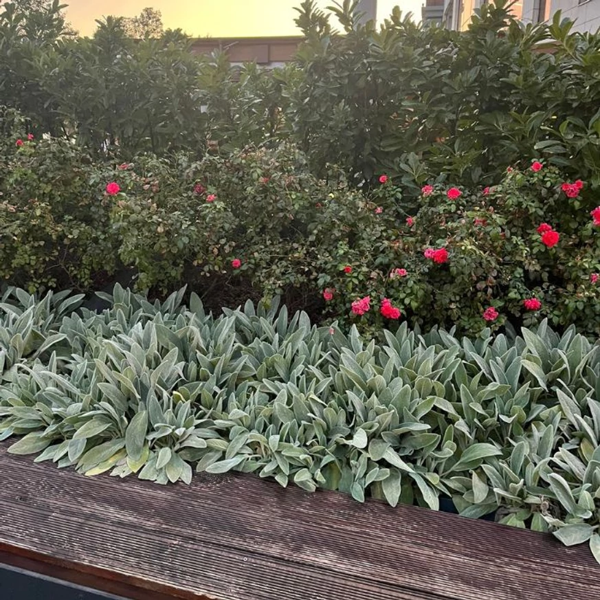 Stachys byzantina utilizată ca plantă de margine într-un strat înălțat dintr-un spațiu public.