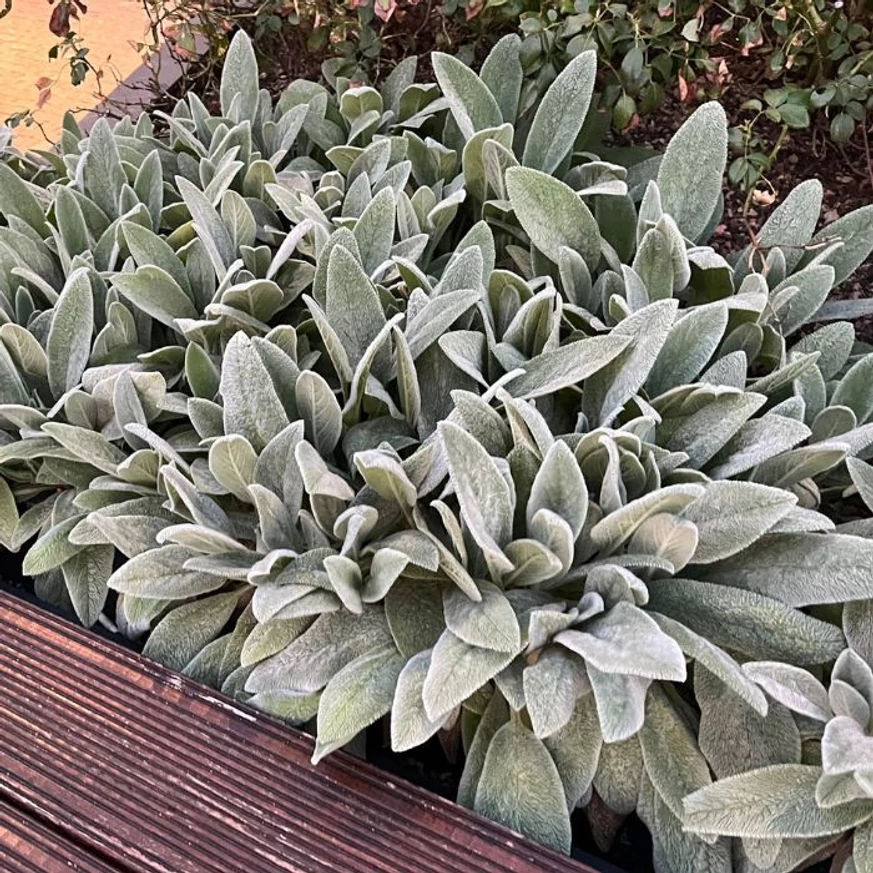 Frunzele plantei Stachys byzantina cresc dens și în mod compact.