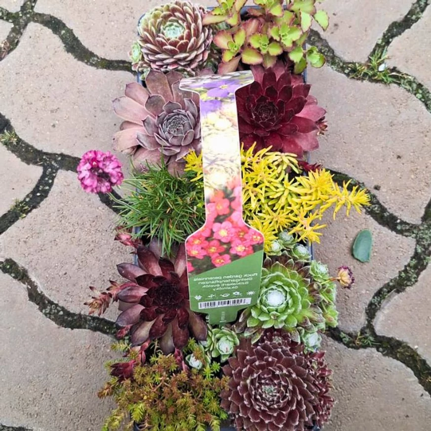 Plante suculente - pachet de 10 buc