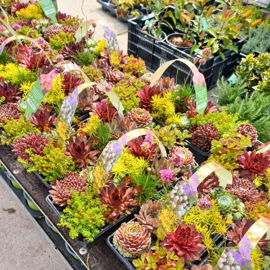 Plante suculente - pachet de 10 buc