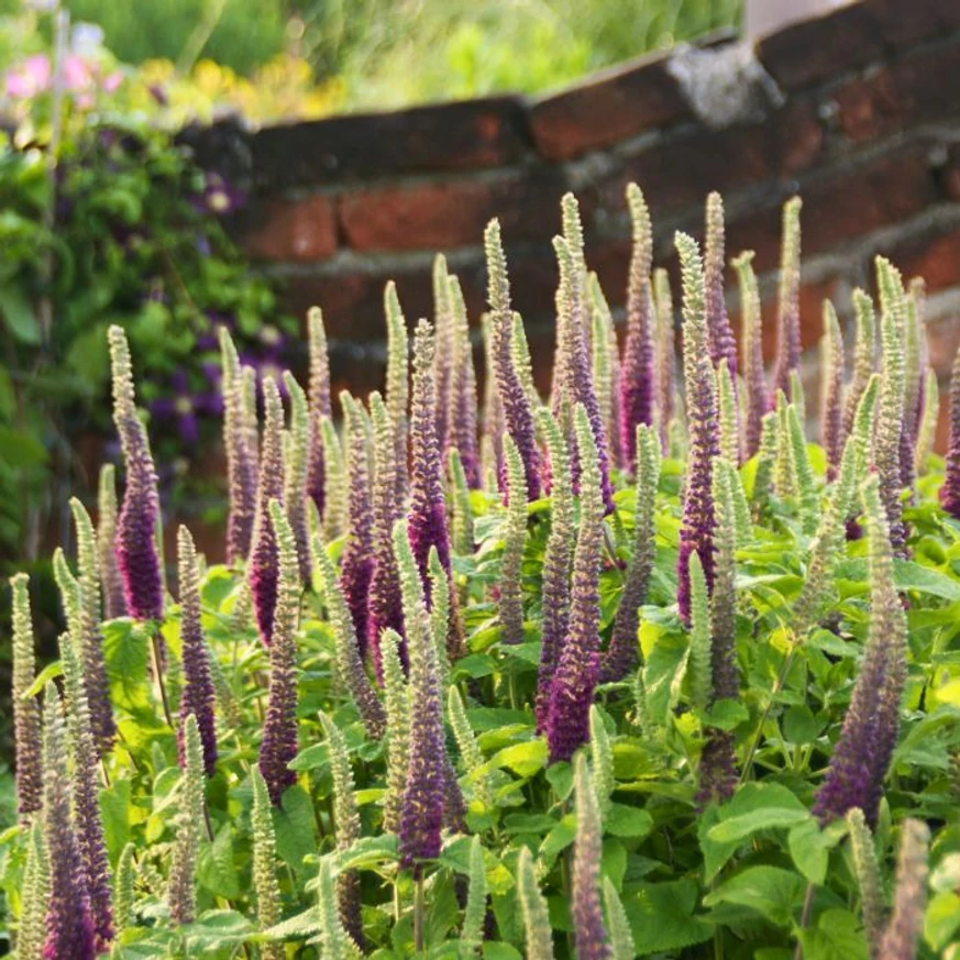 Teucrium hyrcanicum CS9 