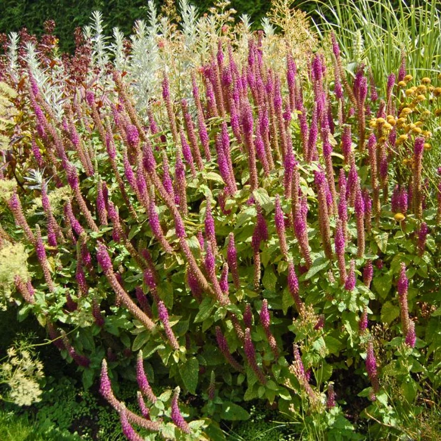 Teucrium hyrcanicum CS9 