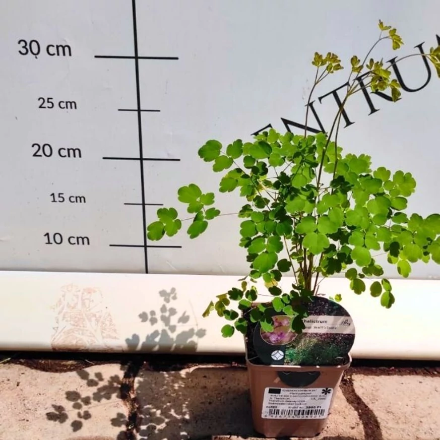 Aspectul plantei Thalictrum delavayi la sfârșitul lunii iulie în pepiniera noastră.