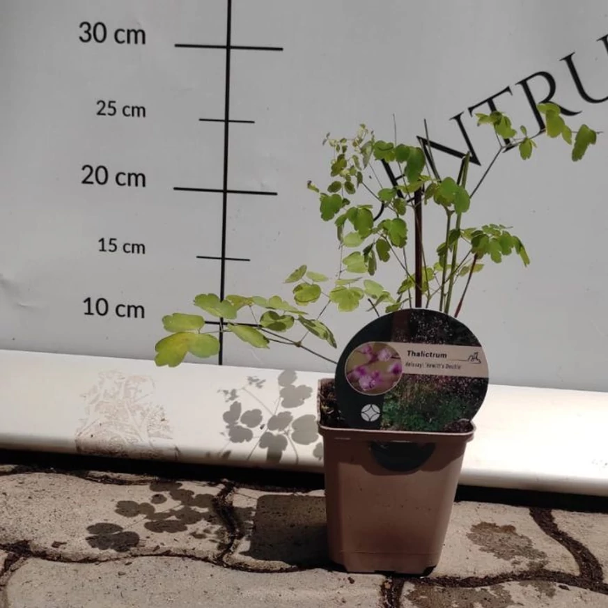 Thalictrum delavayi la începutul lunii iulie în pepiniera noastră.