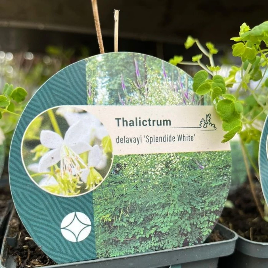 Eticheta plantei perene Thalictrum delavayi Splendide White. 