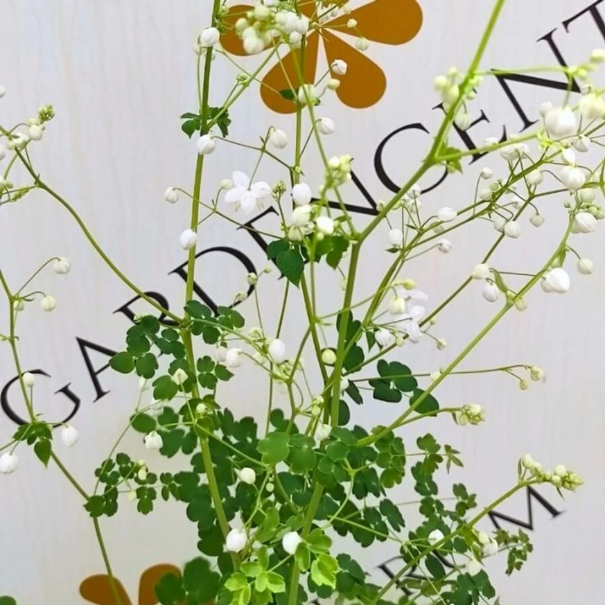 Thalictrum delavayi Splendide White în timpul înfloririi în pepiniera noastră. 