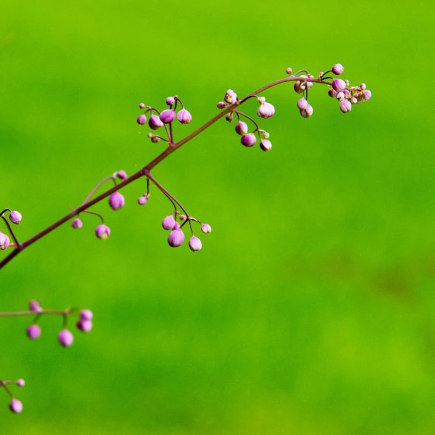 Thalictrum delavayi la începutul înfloririi. 