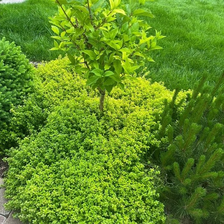 Thymus x citriodorus Archer's gold plantat ca și acoperitor de sol în jurul unei hortensii pe trunchi.