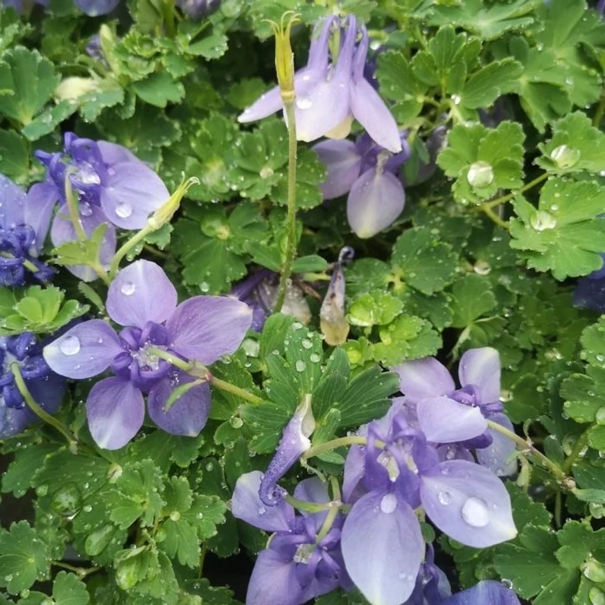 Florile albastre ale căldărușei pitice în centrul nostru de grădinărit. 