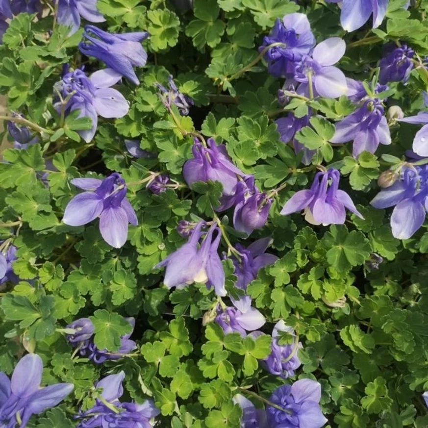 Căldărușa pitică arată minunat când este plantat în grupuri.