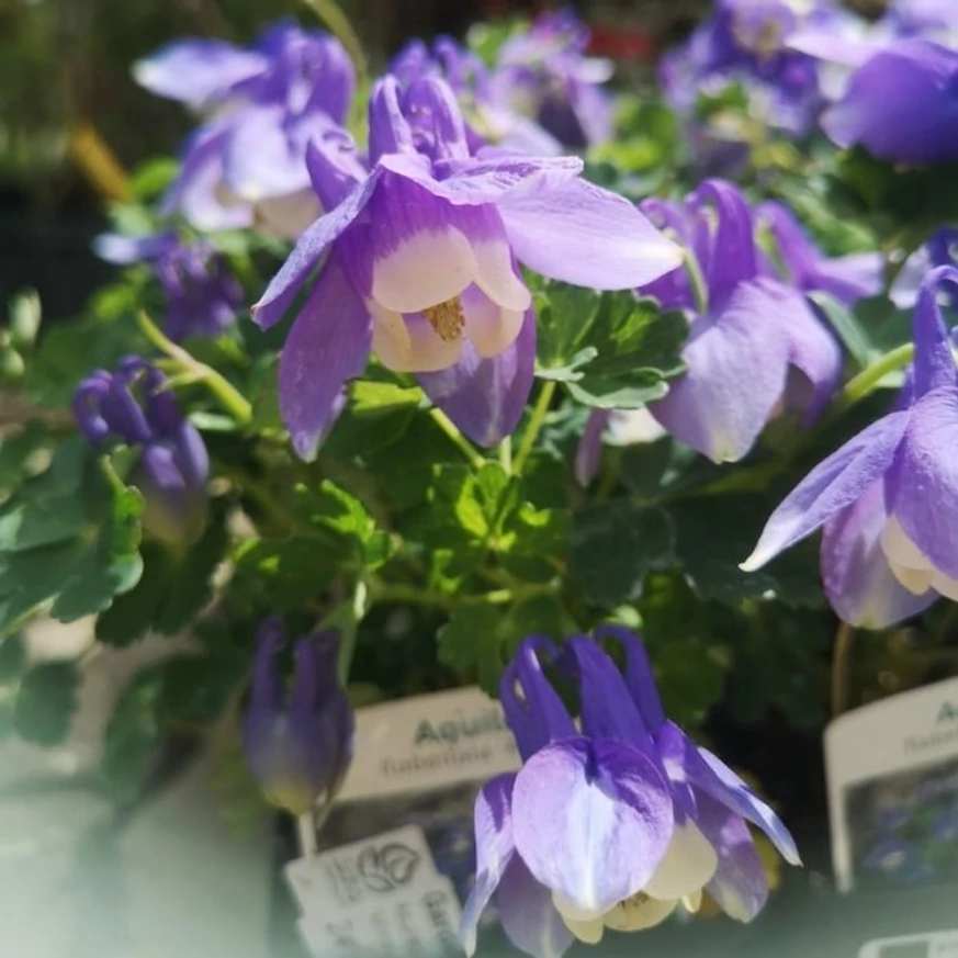 Aquilegia flabellata Ministar în luna aprilie în pepiniera noastră.