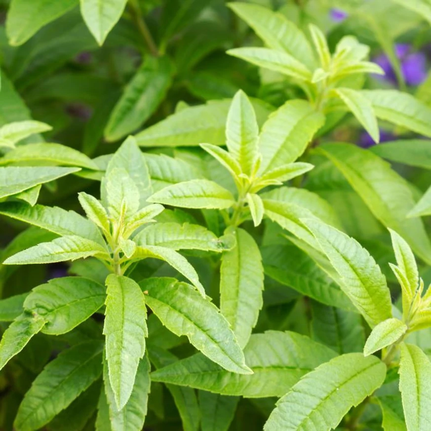 Verbena hastata - Verbina