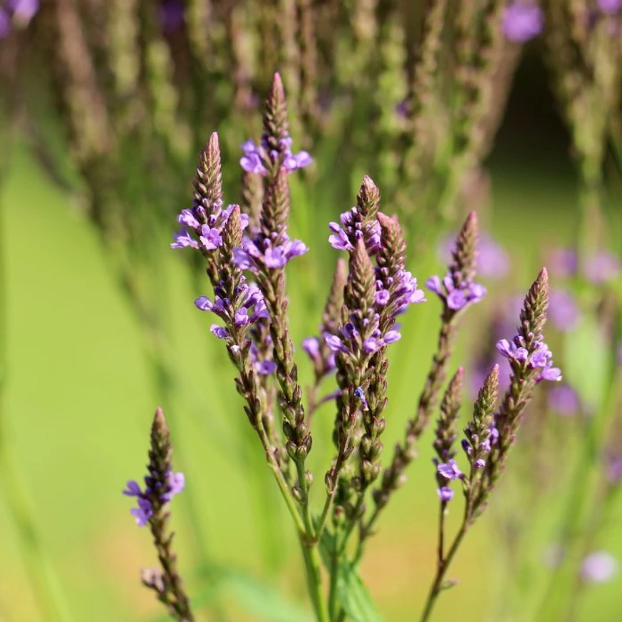 Verbena hastata - Verbina