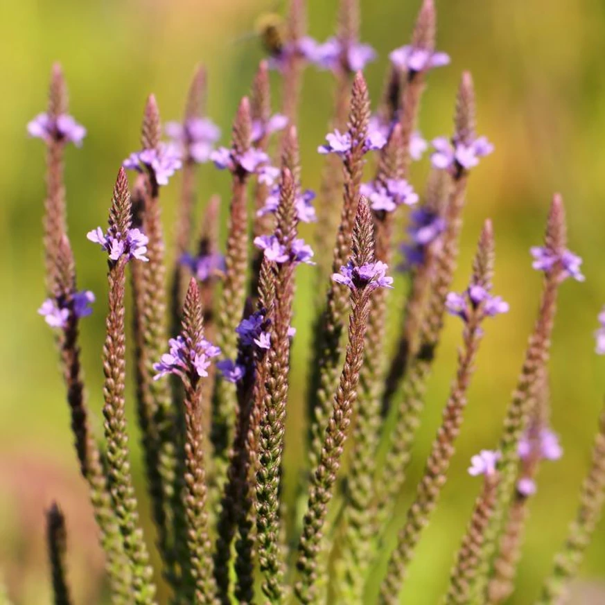 Verbena hastata - Verbina