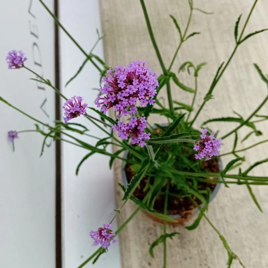 Inflorescența Verbinei Lollipop, în pepiniera noastră, luna august. 