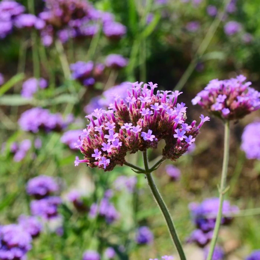 Verbena bonariensis K2 