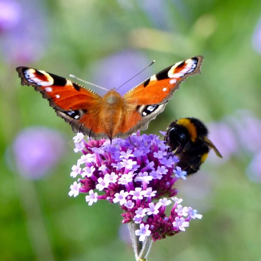 Verbena bonariensis K2 