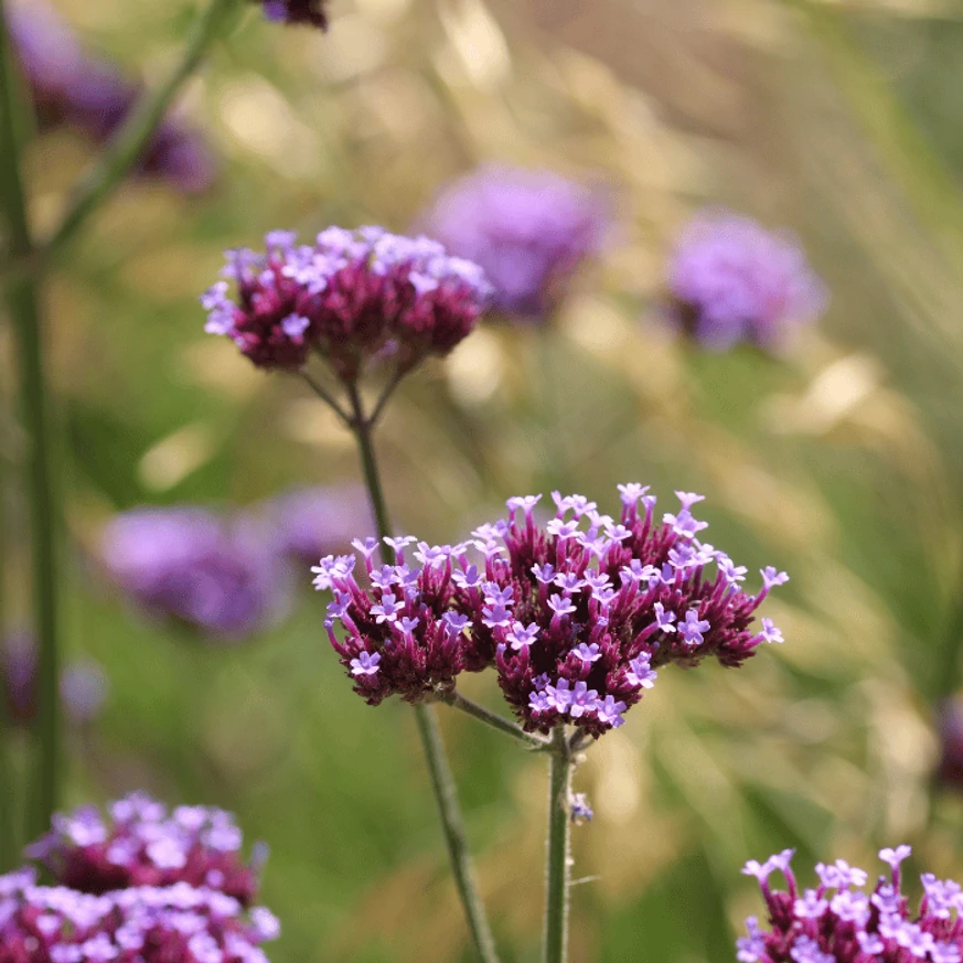 Verbena bonariensis K2 