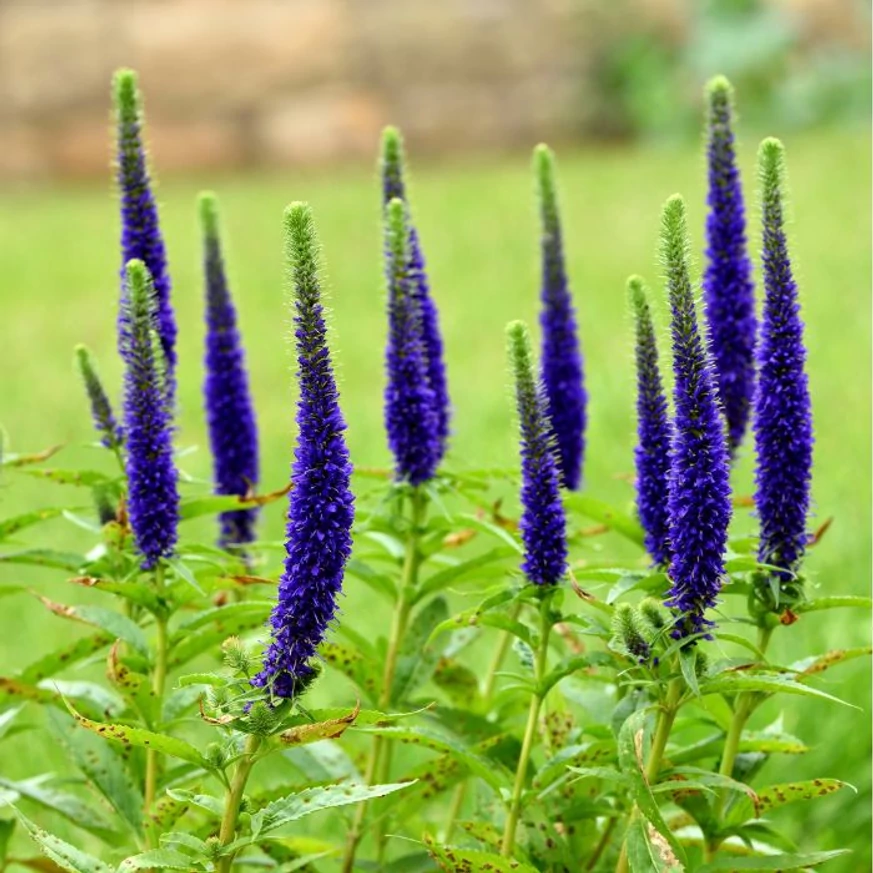 Veronica spicata Ulster Dwarf Blue arată minunat când este plantată în grupuri. 