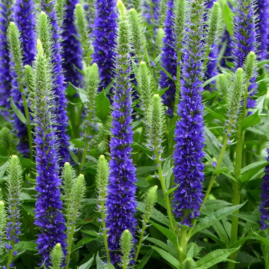 Veronica albastră decorează grădina cu florile sale viu colorate. 