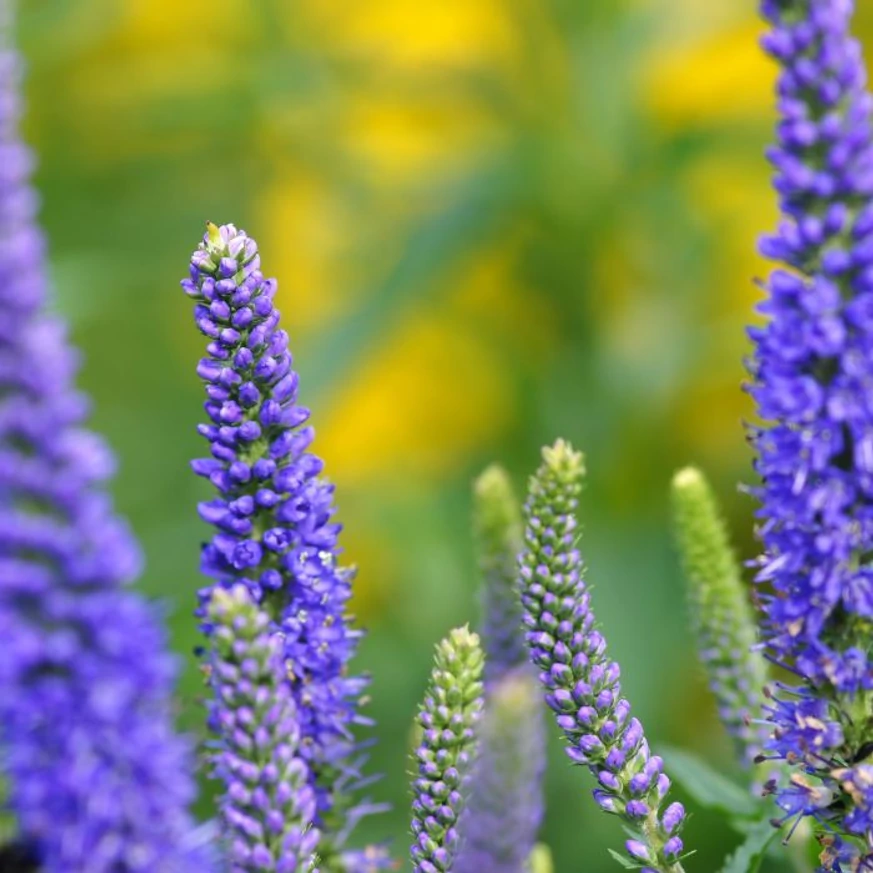 Inflorescențele alungite ale plantei perene Veronica spicata Ulster Dwarf Blue. 