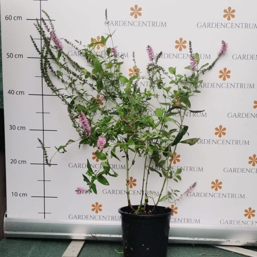 Veronica spicata în timpul înfloririi în luna august. 