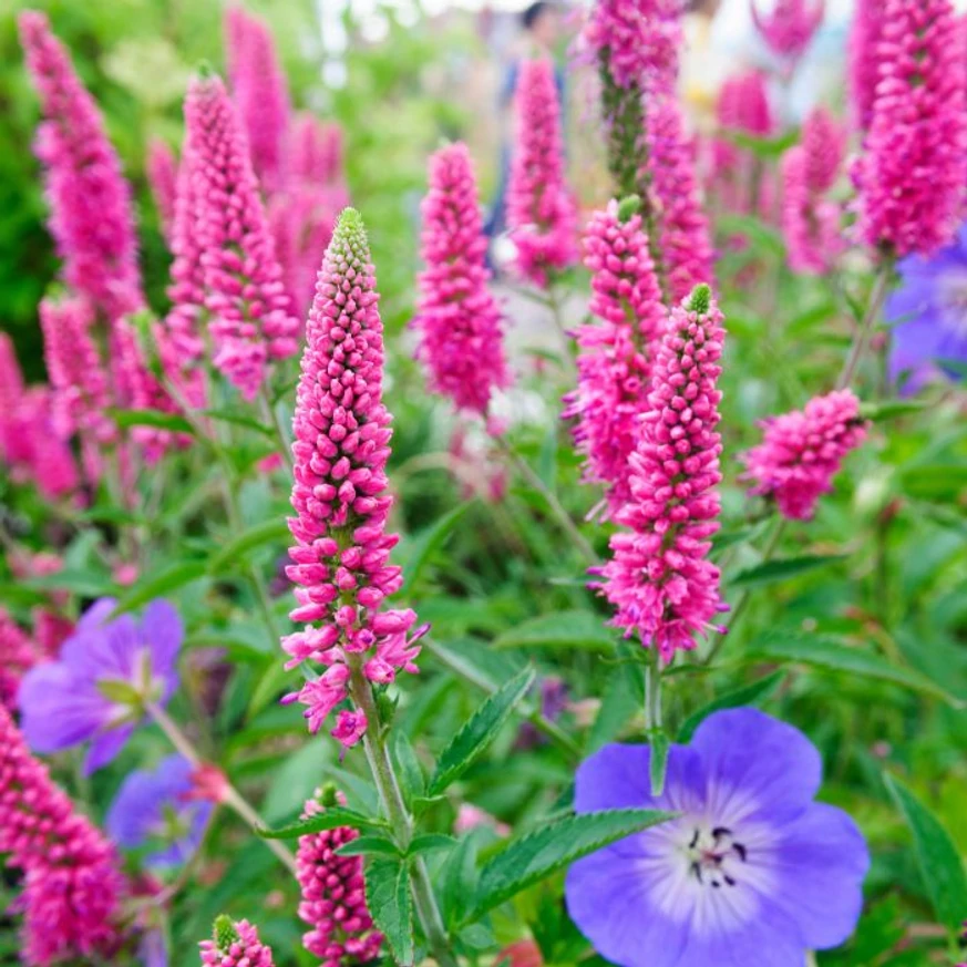 Veronica longifolia Rotfuchs decorează cu flori roz în timpul verii.