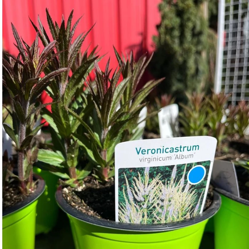 Veronicastrum virginicum Album în pepiniera noastră în luna aprilie. 
