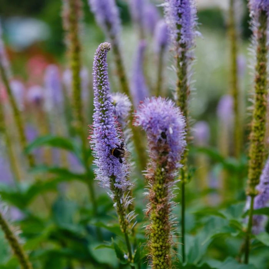 Inflorescențele violet-albăstrui ale plantei perene Veronicastrum virginicum Fascination.