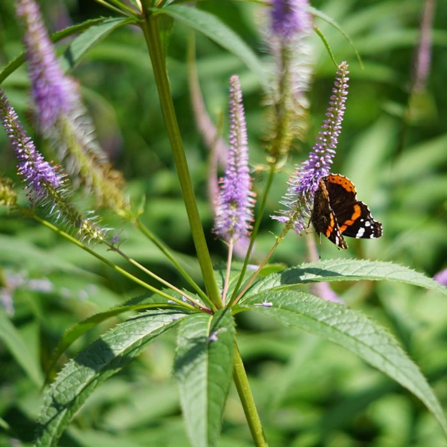 Florile plantei Veronicastrum virginicum Fascination atrag albinele. 