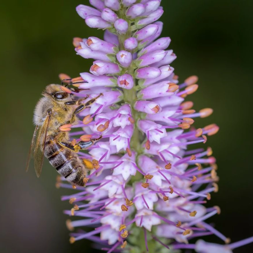 Flori de Veronicastrum virginicum Lavendelturm de aproape. 
